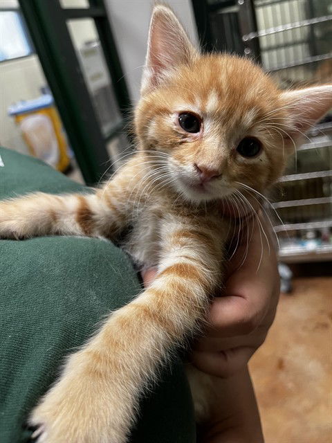 picture of the cat needing adoption