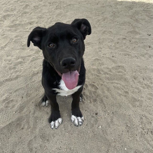 adoptable Dog in Thousand Palms, CA named KAM