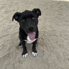 adoptable Dog in Thousand Palms, CA named KAM