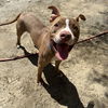 adoptable Dog in Thousand Palms, CA named JOEY