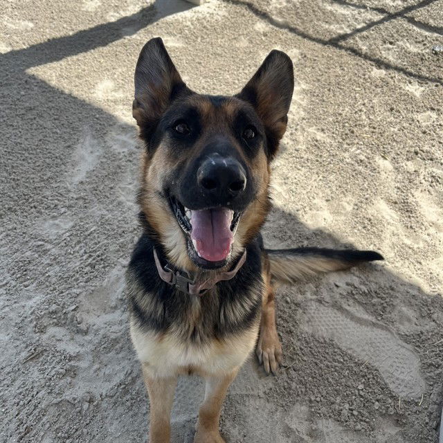 adoptable Dog in Thousand Palms, CA named WENDY