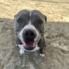 adoptable Dog in Thousand Palms, CA named ROXY