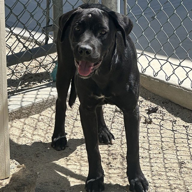 adoptable Dog in Thousand Palms, CA named JANE