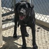adoptable Dog in  named JANE