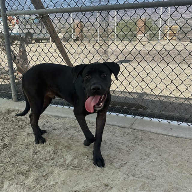 adoptable Dog in Thousand Palms, CA named JESSE