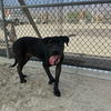 adoptable Dog in  named JESSE