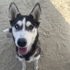 adoptable Dog in Thousand Palms, CA named SUMMER