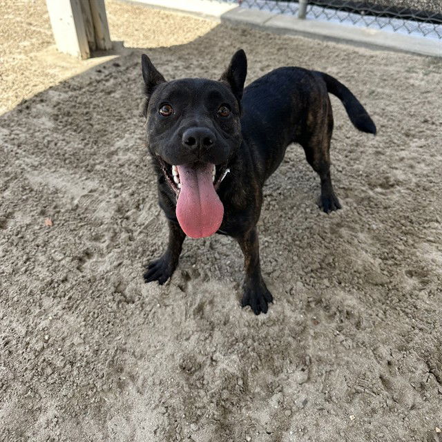 adoptable Dog in Thousand Palms, CA named BULMA
