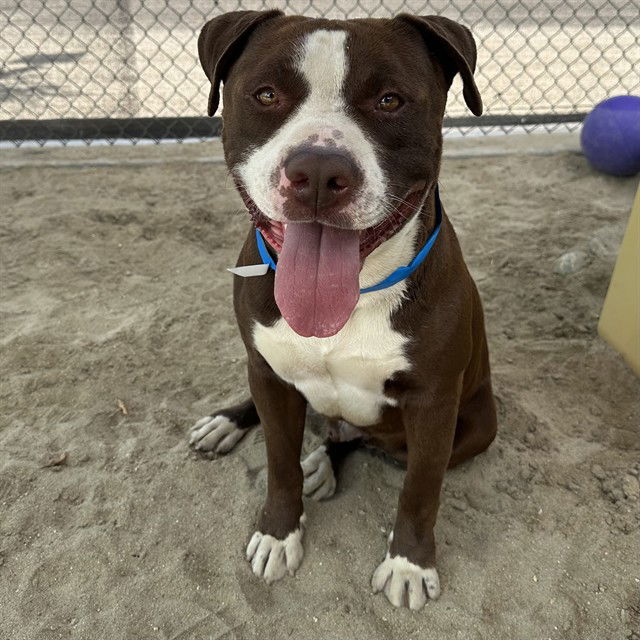 adoptable Dog in Thousand Palms, CA named MEATBALL