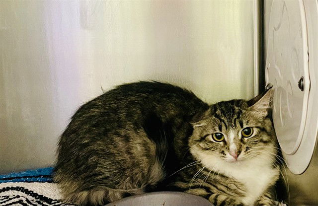 adoptable Cat in Thousand Palms, CA named WILHEMINA