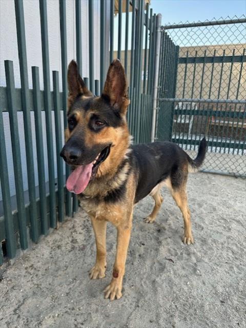 adoptable Dog in Thousand Palms, CA named OLIVER