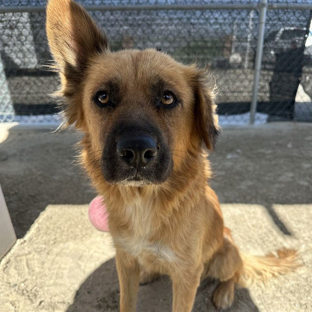 adoptable Dog in Thousand Palms, CA named SUKI