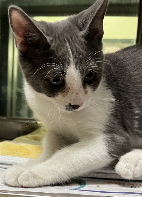 adoptable Cat in Thousand Palms, CA named FOXY