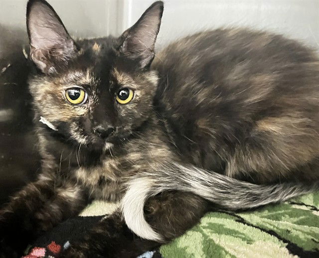 adoptable Cat in Thousand Palms, CA named BETTY