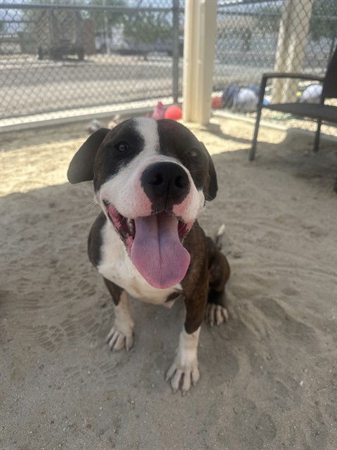 adoptable Dog in Thousand Palms, CA named BRUNO