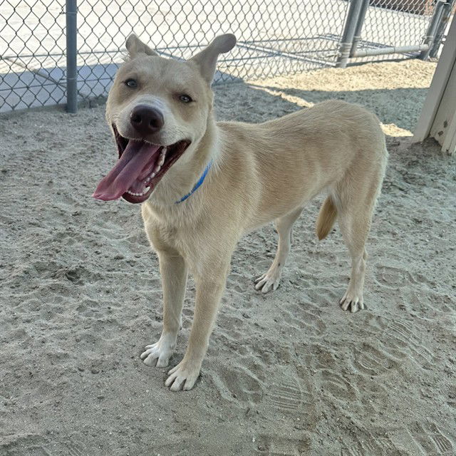 adoptable Dog in Thousand Palms, CA named BISCUIT