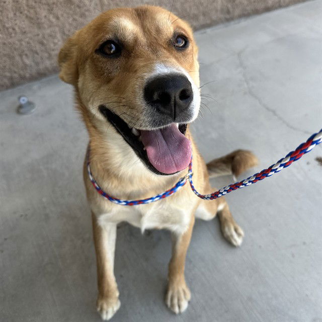 adoptable Dog in Thousand Palms, CA named HONEY
