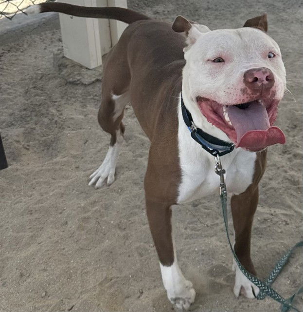 adoptable Dog in Thousand Palms, CA named MITCH