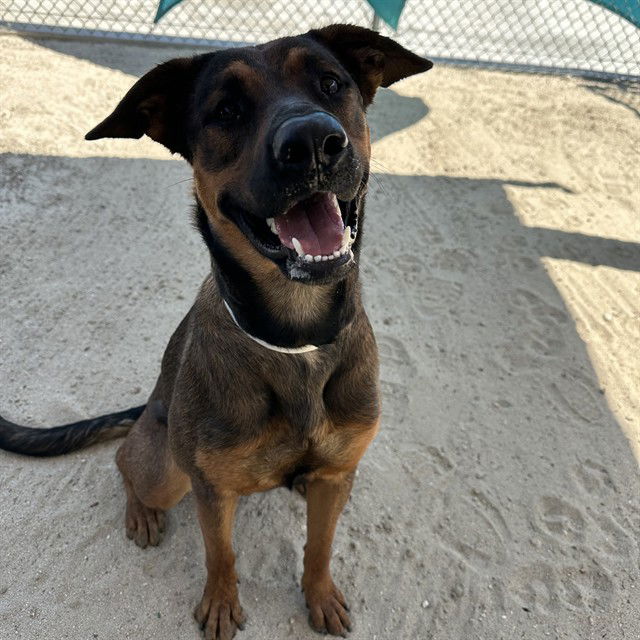 adoptable Dog in Thousand Palms, CA named BROWNIE