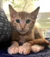 adoptable Cat in Thousand Palms, CA named OLLIE