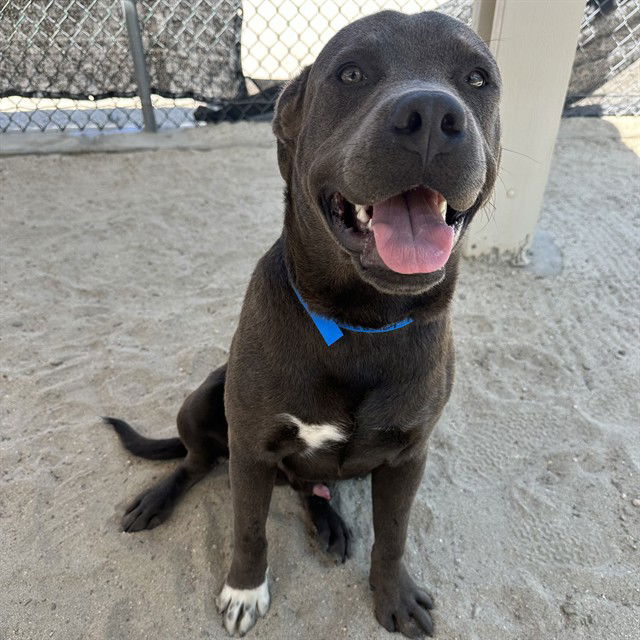 adoptable Dog in Thousand Palms, CA named DUKE