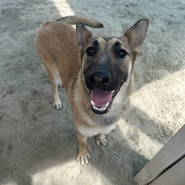 adoptable Dog in Thousand Palms, CA named CUPID