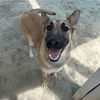 adoptable Dog in Thousand Palms, CA named CUPID