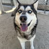 adoptable Dog in Thousand Palms, CA named KANE