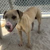 adoptable Dog in Thousand Palms, CA named REX