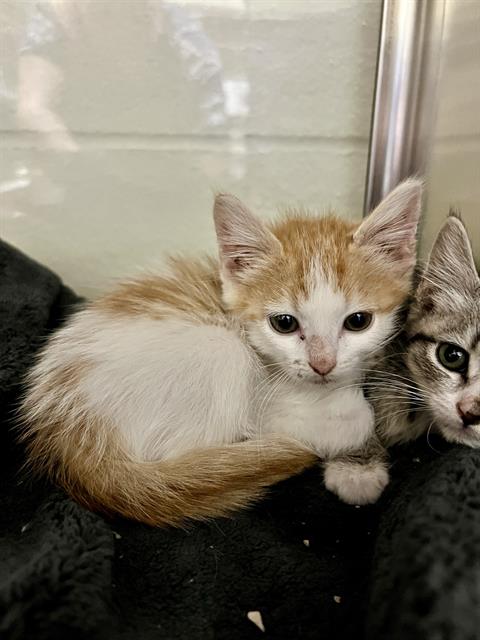 adoptable Cat in Thousand Palms, CA named BOG