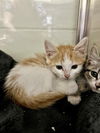 adoptable Cat in Thousand Palms, CA named BOG