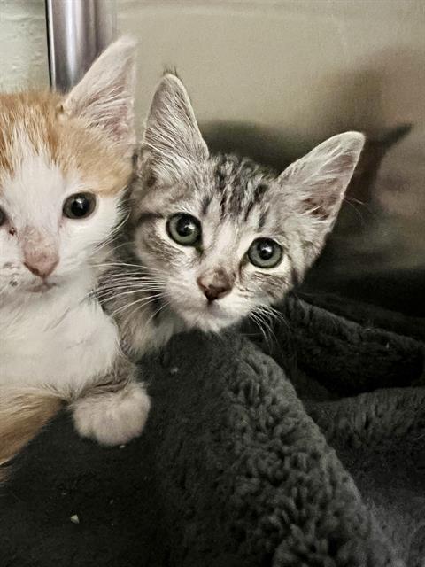 adoptable Cat in Thousand Palms, CA named SELMA