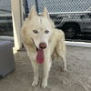 adoptable Dog in Thousand Palms, CA named BLAKE