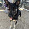adoptable Dog in Thousand Palms, CA named TIMMY