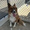 adoptable Dog in Thousand Palms, CA named HUNTER