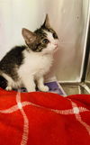 adoptable Cat in Thousand Palms, CA named DUNCAN