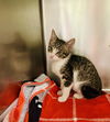 adoptable Cat in Thousand Palms, CA named PRESTON