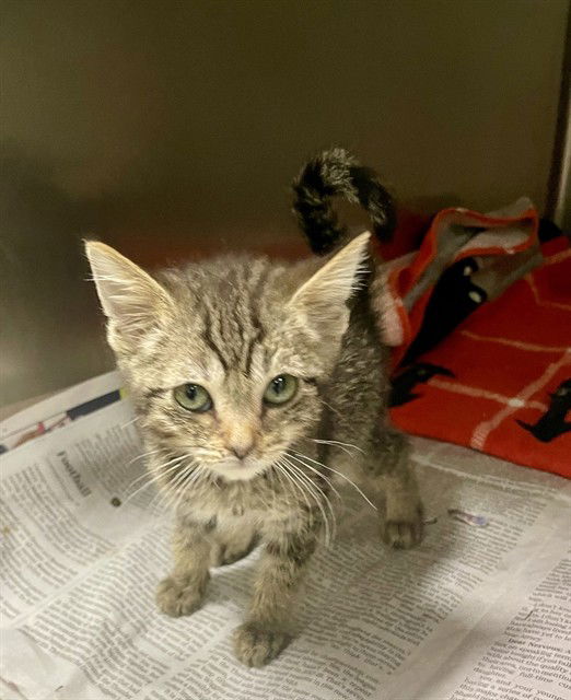 adoptable Cat in Thousand Palms, CA named BROOKE