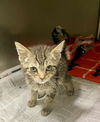 adoptable Cat in Thousand Palms, CA named BROOKE