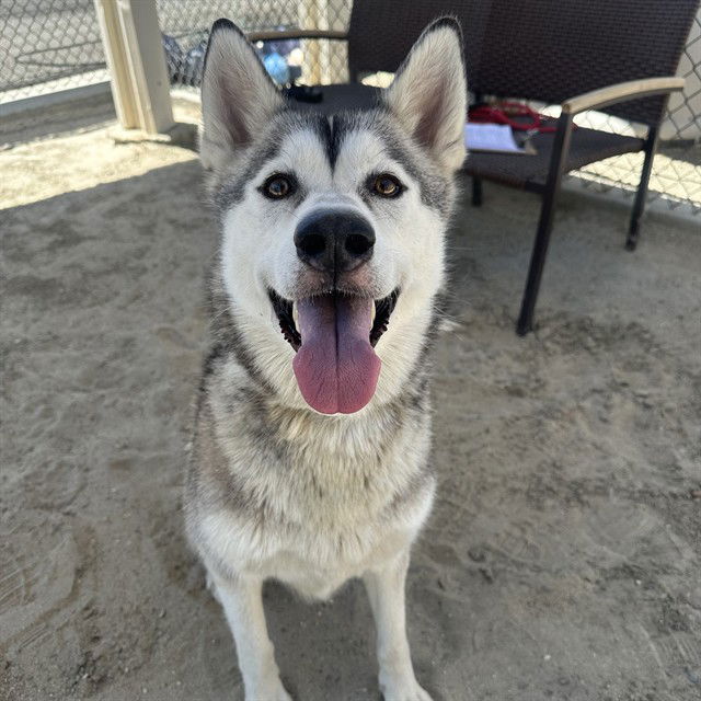adoptable Dog in Thousand Palms, CA named AXIE
