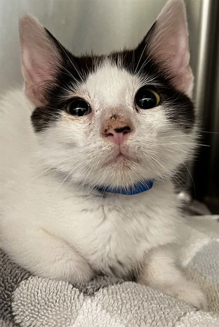 adoptable Cat in Thousand Palms, CA named EARL O'SCOTT
