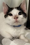 adoptable Cat in Thousand Palms, CA named EARL O
