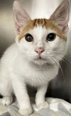 adoptable Cat in Thousand Palms, CA named PRINCE SOREN