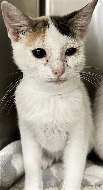 adoptable Cat in Thousand Palms, CA named PRINCESS SABINE