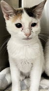 adoptable Cat in Thousand Palms, CA named PRINCESS SABINE