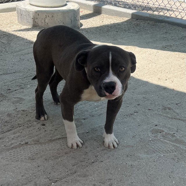 adoptable Dog in Thousand Palms, CA named CHARGER