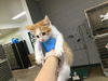 adoptable Cat in Thousand Palms, CA named A1862337