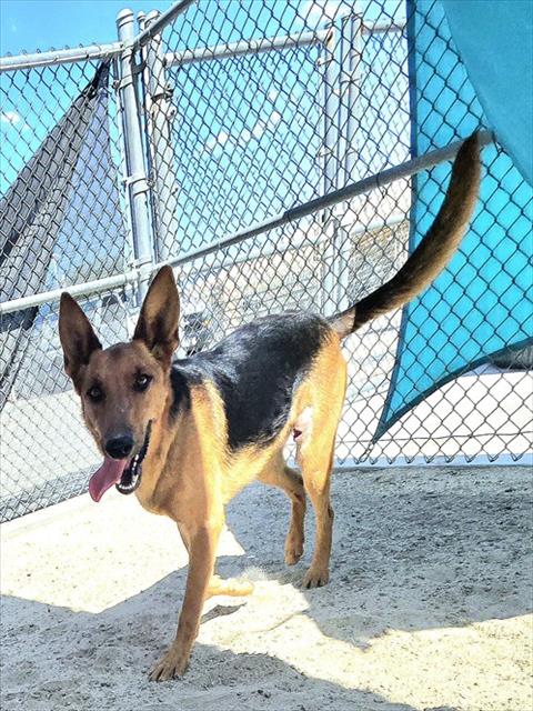 adoptable Dog in Thousand Palms, CA named OLIVE
