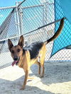adoptable Dog in Thousand Palms, CA named OLIVE