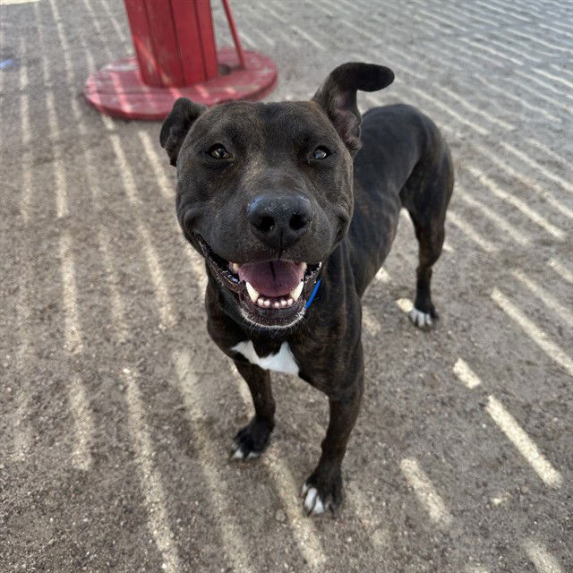 adoptable Dog in Thousand Palms, CA named ROGER